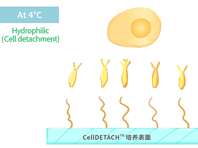 4℃時(shí)，溫敏聚合物涂層為高分子伸直狀態(tài)，表現(xiàn)為親水性，利于貼壁細(xì)胞的脫落