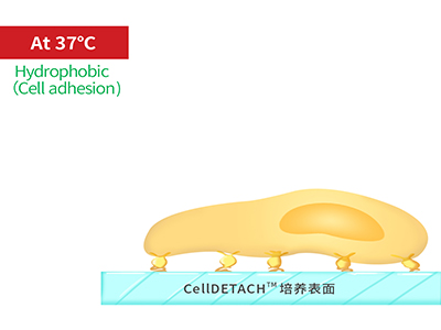 37℃時(shí)，溫敏聚合物涂層為高分子卷縮狀態(tài)，表現(xiàn)為輕度疏水性，更有利于細(xì)胞的貼附