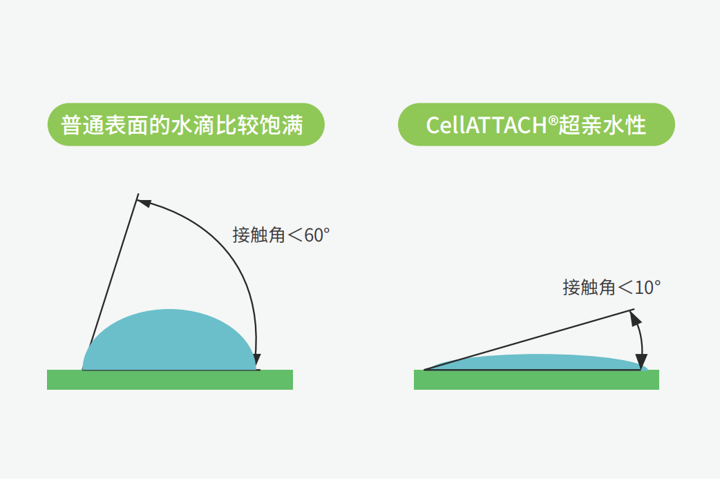 獨特的超親水表面處理技術(shù)，能為細胞提供更好的吸附性，促進細胞快速貼壁生長，提高產(chǎn)量