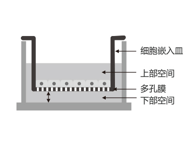 懸掛式設(shè)計，嵌入皿移細(xì)胞嵌入皿移動時單層細(xì)胞不受影響上部空間 ，還能防止培養(yǎng)液通過中毛細(xì)作用流失
